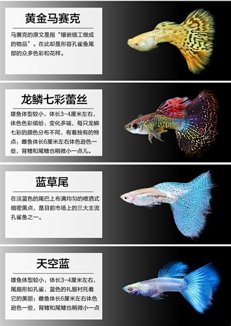 孔雀魚要養幾隻|來養魚吧！孔雀魚新手入門教學！